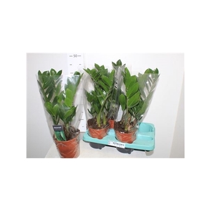 Zamioculcas Zamiifol 4+ Decorum