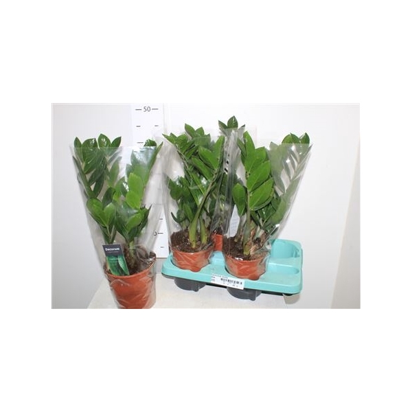 <h4>Zamioculcas Zamiifol 4+ Decorum</h4>