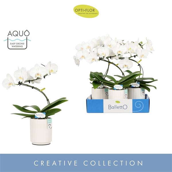 <h4>Balletto Wing 1 spike in Molise White Aquo</h4>