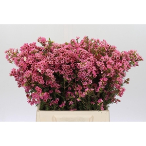 CHAMELAUCIUM SARAH S DELIGHT