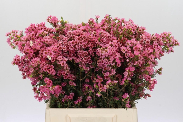 Chamelaucium Sarah's Delight