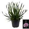 Allium Millenium