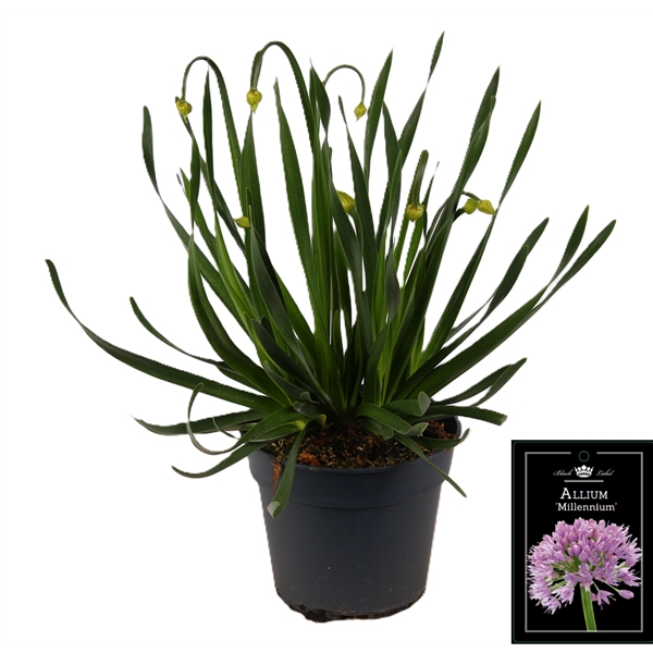 Allium Millenium