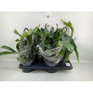 Platycerium bifurc. 'Netherlands'