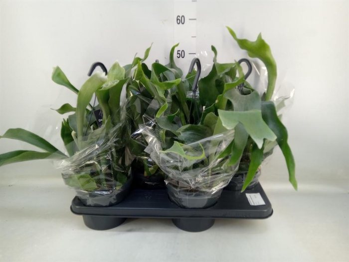 <h4>Platycerium bifurc. 'Netherlands'</h4>