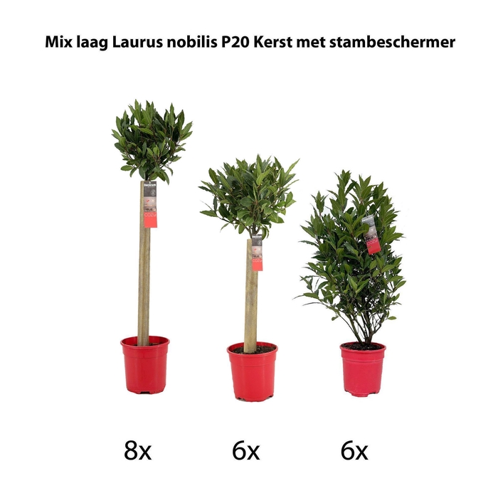 Mix laag Laurus nobilis P20 kerst met stambeschermer