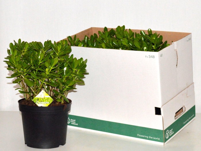 <h4>CRASS OVATA</h4>