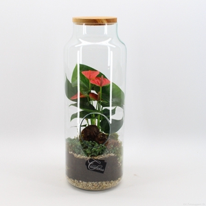 ANCR-2326 Anthurium creatie terrarium