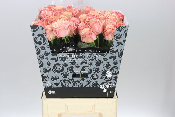 <h4>Rosa Gr Aprikola</h4>