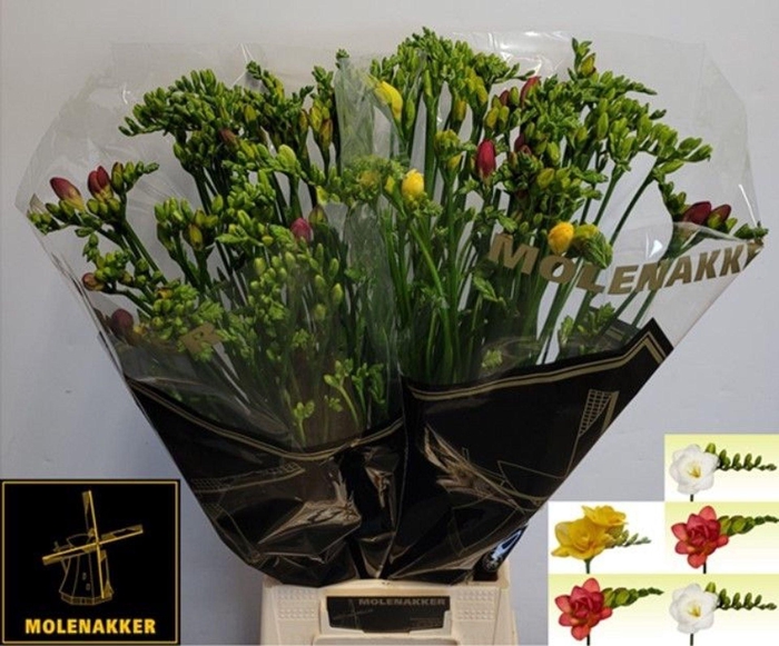 <h4>Freesia du mix</h4>