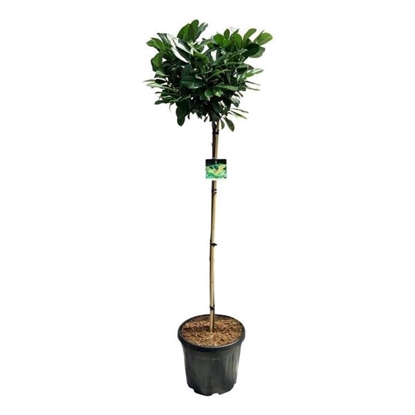 <h4>Prunus laur. 'Etna'</h4>