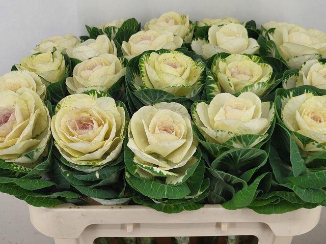 <h4>BRASS WHITE CRANE</h4>