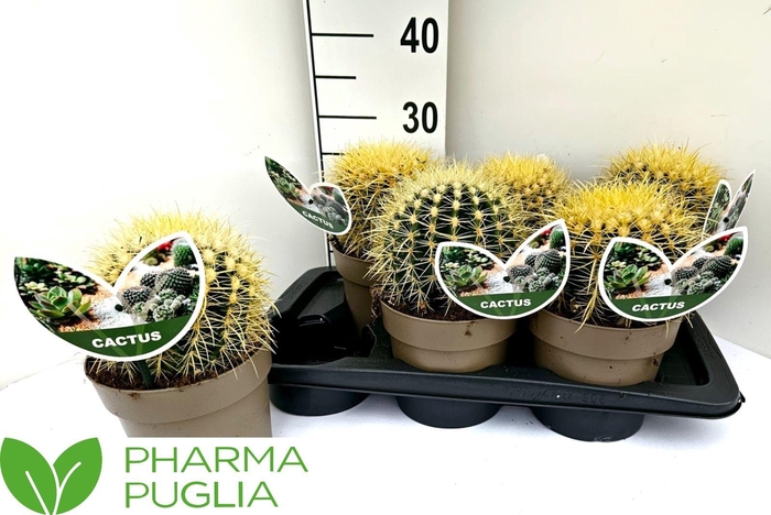 <h4>ECHINOC GRUSONII</h4>