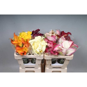 Zantedeschia mix in bucket