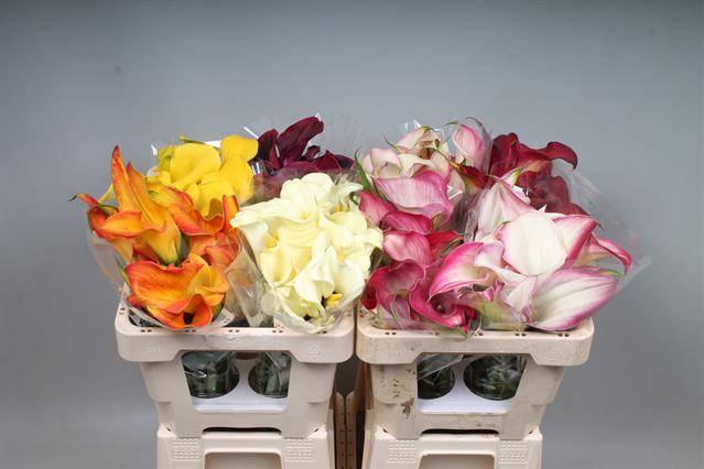 <h4>Zantedeschia mix in bucket</h4>