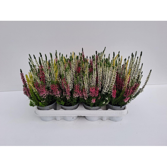 <h4>Calluna vulg. 'Beauty L' ..mix 3/p</h4>