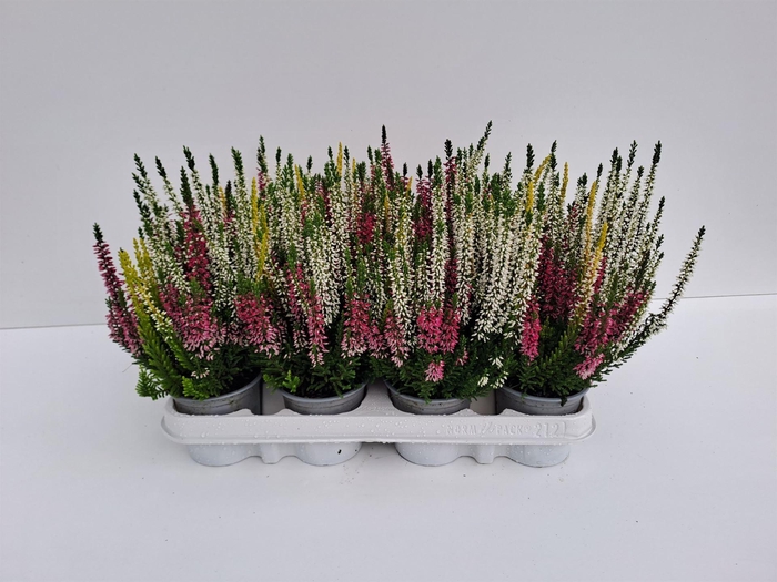 Calluna vulg. 'Beauty L'  ..mix 3/p
