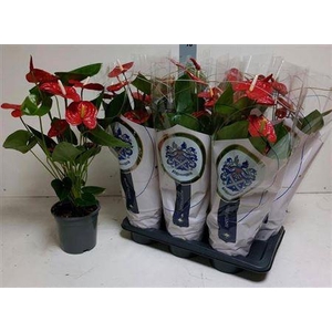 Anthu A Jambo Red 6+