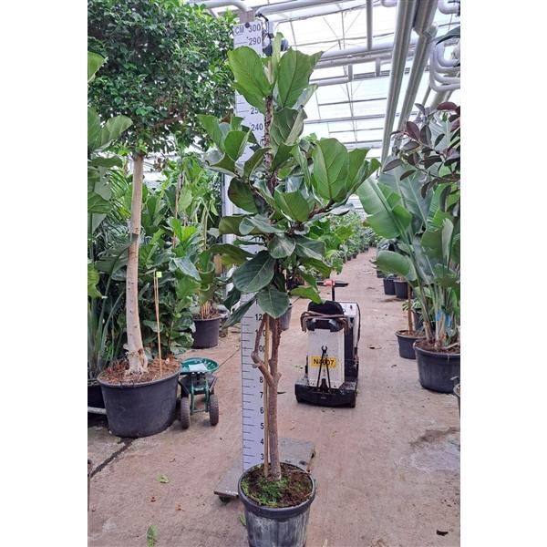 <h4>Ficus Lyrata dikke stam 260</h4>