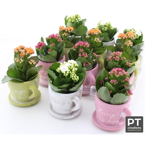 ARR KALANCHOE