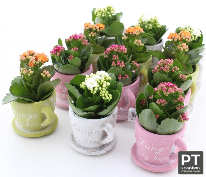 <h4>ARR KALANCHOE</h4>