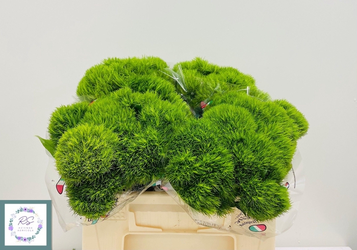 <h4>DI BARB KIWI MELLOW</h4>