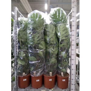 Monstera delic.