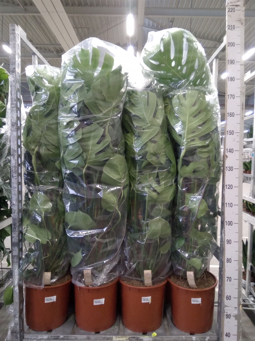 <h4>Monstera delic.</h4>