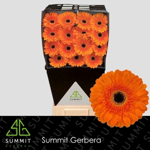 Gerbera Bonanza