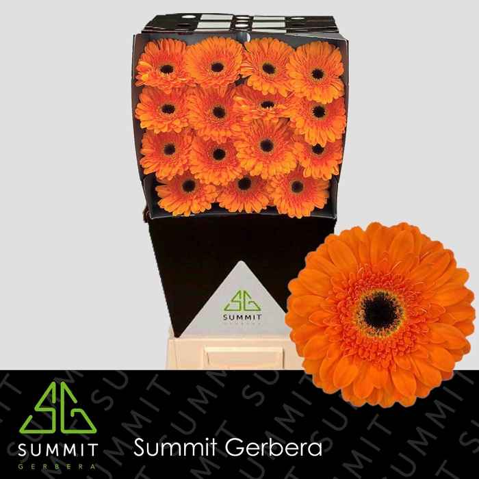 <h4>Gerbera Bonanza</h4>