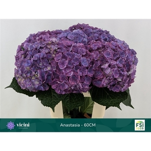 Hydr Anastasia 60 cm Vicini