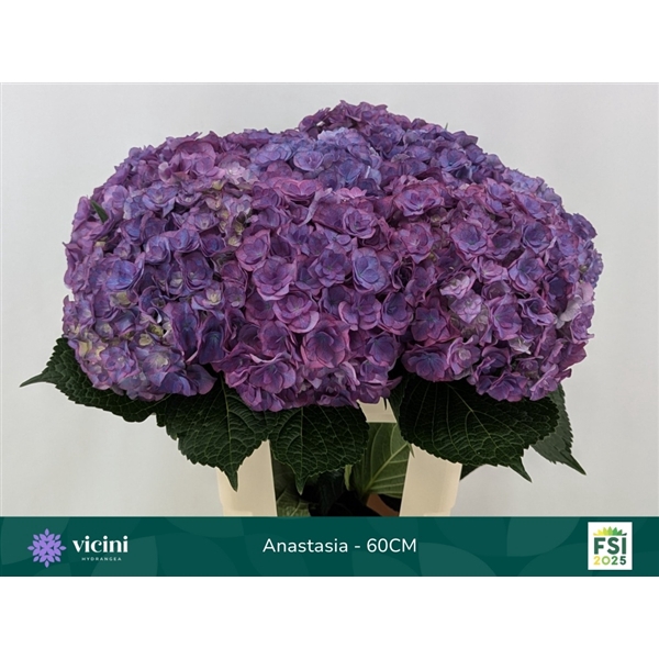 <h4>Hydr Anastasia 60 cm Vicini</h4>