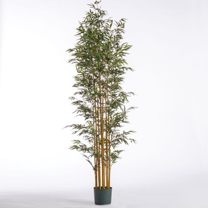 AF Bamboo x11 pot H213cm Green