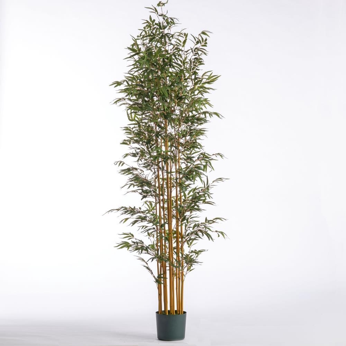 <h4>AF Bamboo x11 pot H213cm Green</h4>