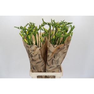 Freesia One Yellow XXL