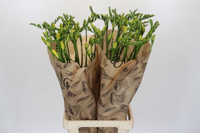 <h4>Freesia One Yellow XXL</h4>