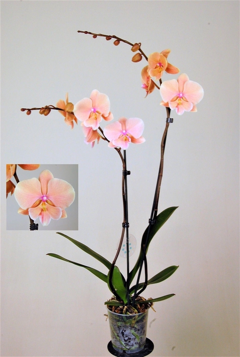 <h4>Big Lip Special Autumn Wind 2 tak</h4>