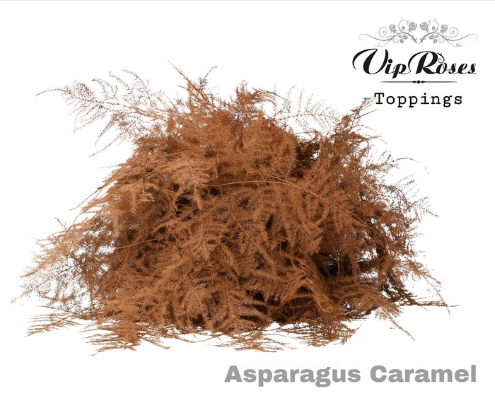 ASP OV 1E VEREN CARAMEL