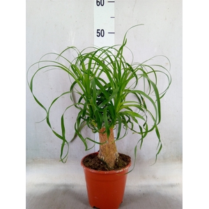 Beaucarnea recurvata