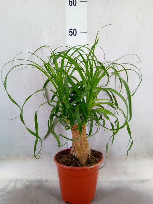 <h4>Beaucarnea recurvata</h4>