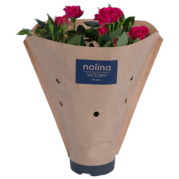 <h4>Rosa Victory Deep Pink Paper Sleeve</h4>