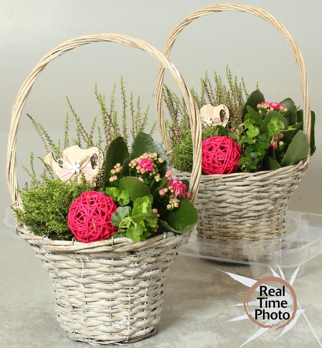 <h4>ARR TUINPLANTEN</h4>
