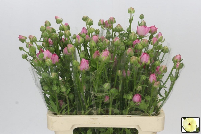 <h4>RAN N MODERNA DOLCE</h4>