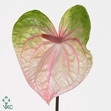 <h4>Anth A Acura</h4>