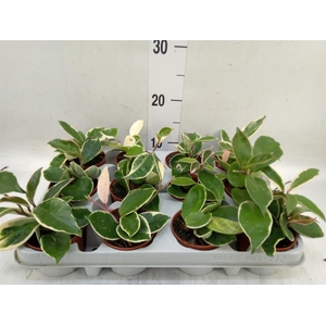 Hoya carnosa 'Krimson Queen'