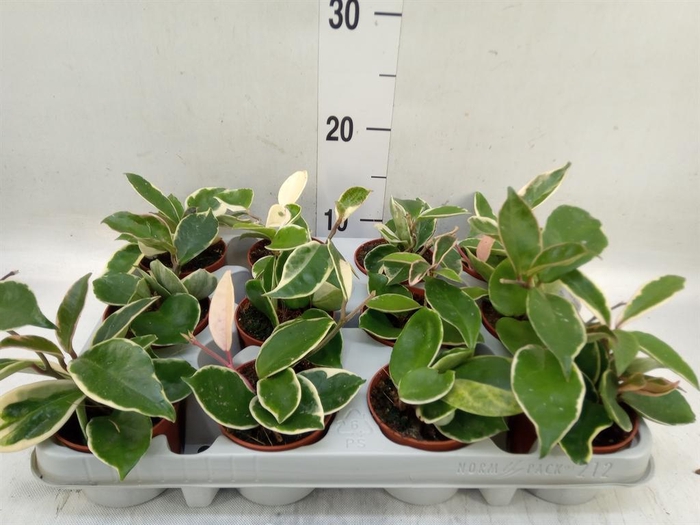 <h4>Hoya carnosa 'Krimson Queen'</h4>