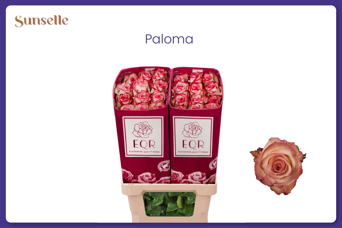 <h4>R GR PALOMA</h4>