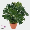 .Monstera deli