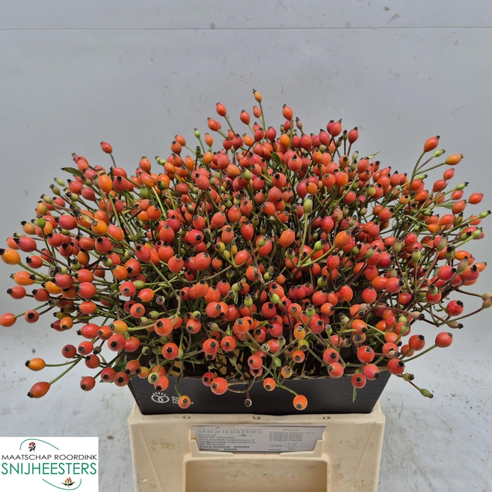 <h4>ROSA MAG MIRACLE</h4>