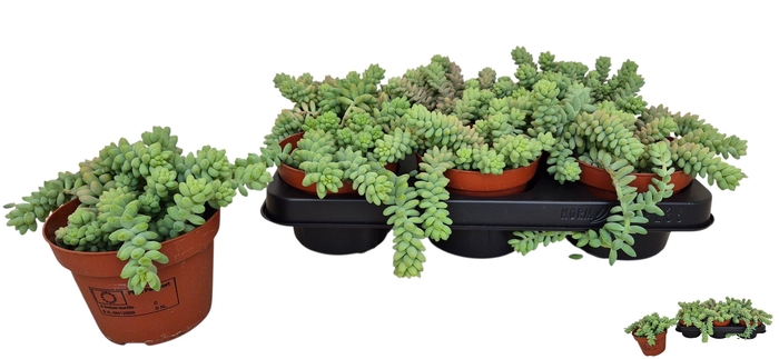 <h4>SEDUM BURRITO</h4>